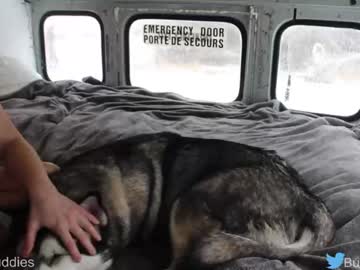 couple cam busbuddies image #4140401